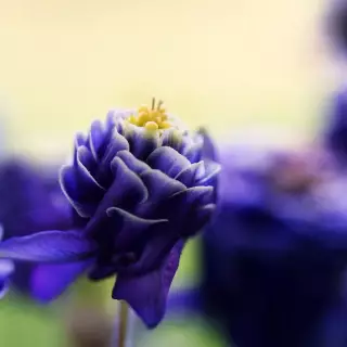 4k Nature Wallpaper