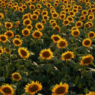 Sunflower Field 