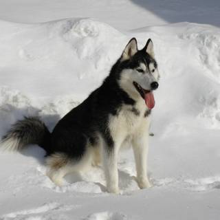Husky Sitting in Snow