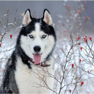 Husky in Winter