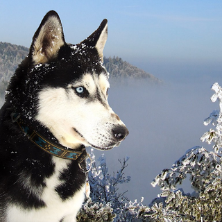 Husky With Scenery