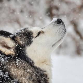Husky in Snow