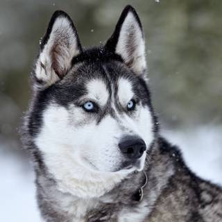 Husky in Snow