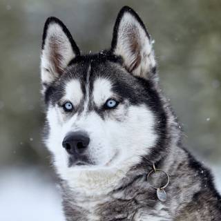 Husky in Snow