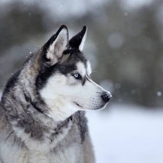 Husky in Snow