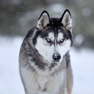 Husky in Snow