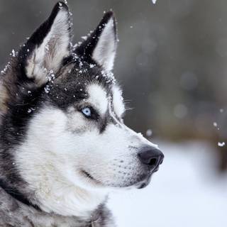Husky in Snow