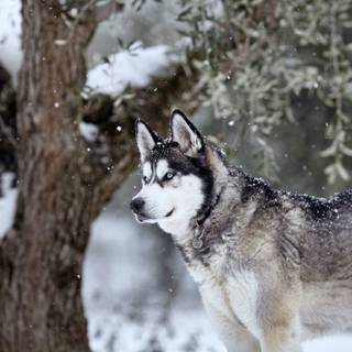 Husky in Snow