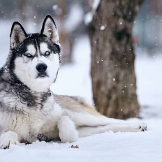 Husky in Snow