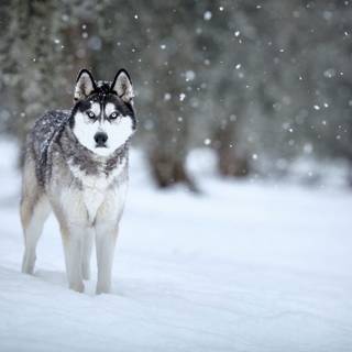 Husky in Snow