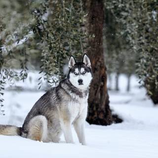Husky in Snow