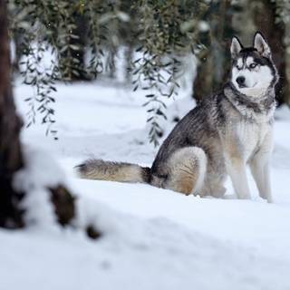 Husky in Snow