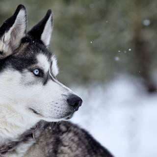 Husky in Snow