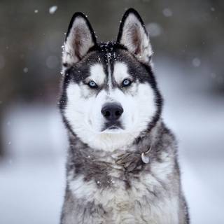 Husky in Snow