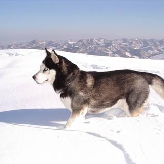 Husky in Snow