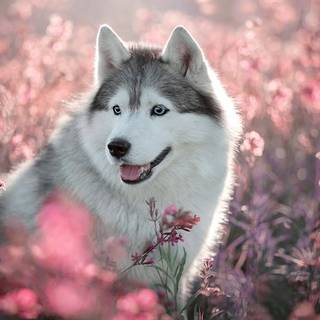 Husky in Pink Flowers