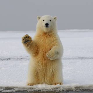 Polar Bear in snow