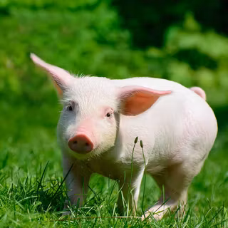 Pig