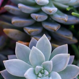Succulent 