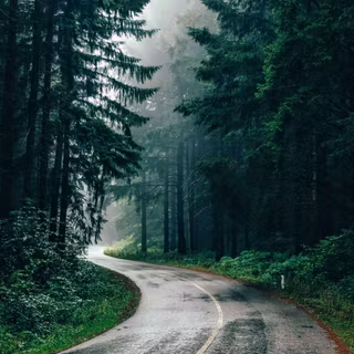 Pacific Forest trail