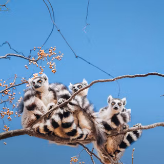 Lemurs