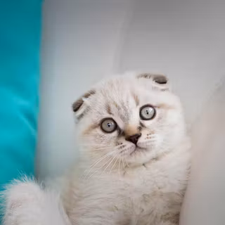 Kitten