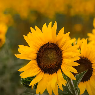Sunflowers