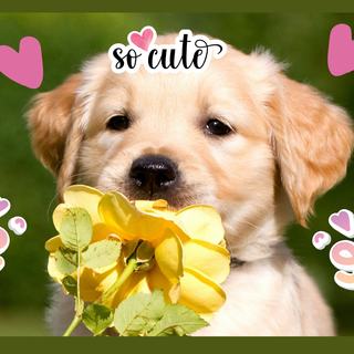 puppy wallpaper edit (Canva)