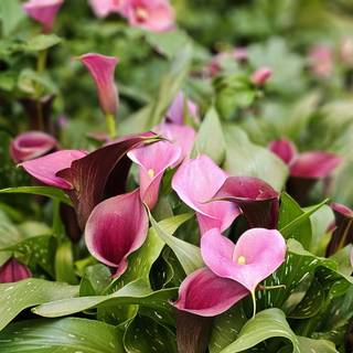 Calla Lilly