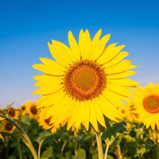 Sunflower Background