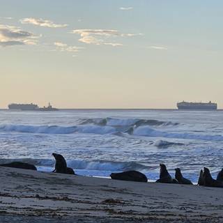 Seals at the Beach