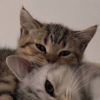 Cute Cats