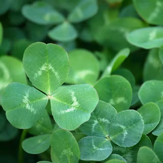 Clovers 1
