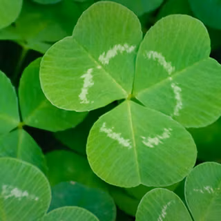 Clovers 2