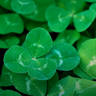 Clovers 9