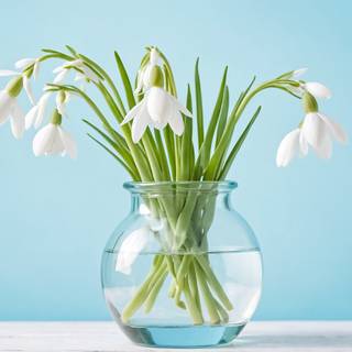 Snowdrops