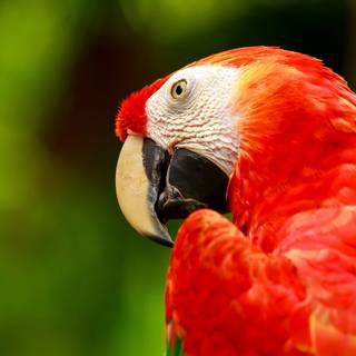 Scarlet Macaw