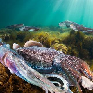 Giant cuttlefish, Whyalla, South Australia, Australia