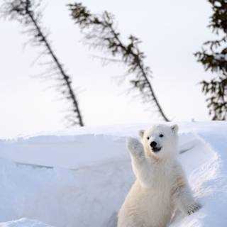 Polar bear cub, Churchill, Manitoba, Canada