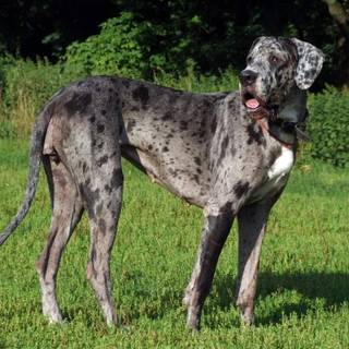 A great Dane 