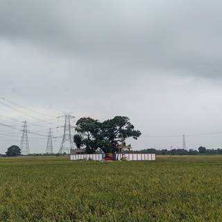 Paddy field and  Hindu Temple
