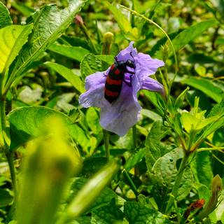 Bee eating flower hd image