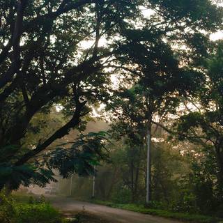 Morning sun shine HD wallpaper 