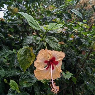 Hibiscus HD wallpaper 