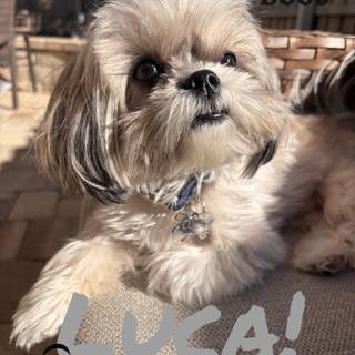This is my dog, Luca! He is a 1 year old Shih Tzu :D