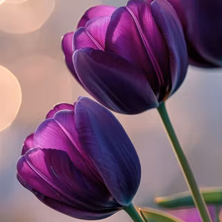 Tulips