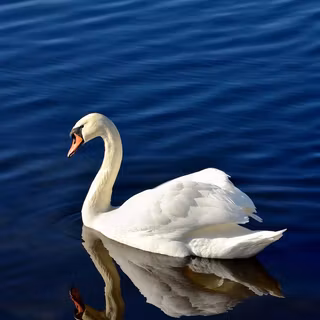Swan 1