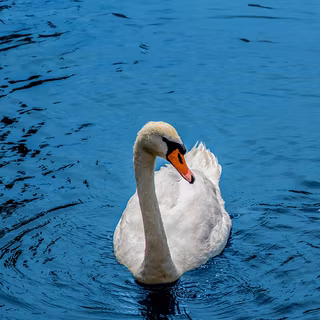 Swan 3