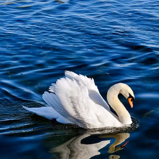 Swan 4