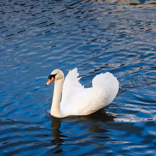 Swan 6